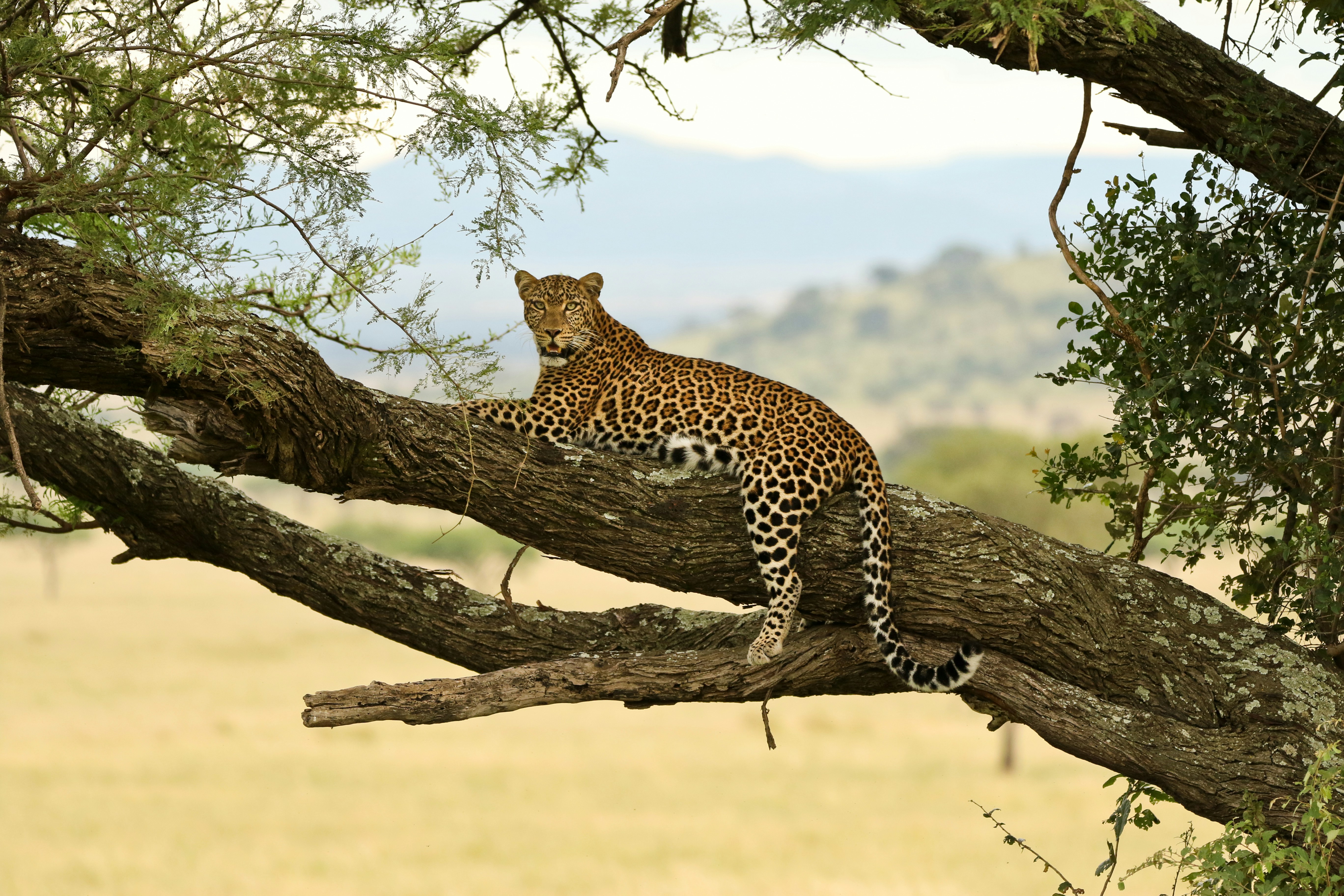 African Leopard in Natural Habitat
